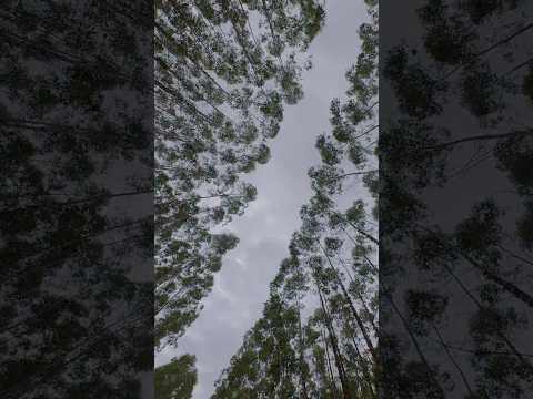 Catas Altas - MG #djiosmoaction5 #cycling #catasaltasmg