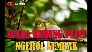 Download lagu SUARA BURUNG PLECI NGEROL NEMBAK mp3