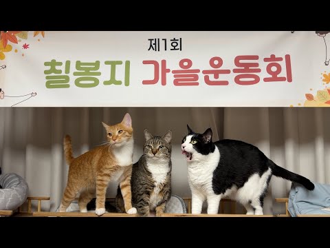 칠봉지 가을 운동회