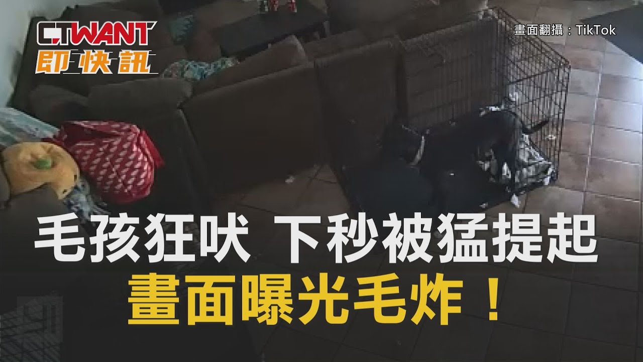 圖說-毛孩狂吠下秒被猛提起　畫面曝光毛炸！