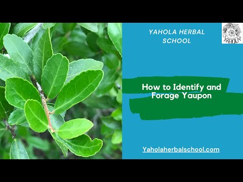LEARN HOW TO IDENTIFY AND FORAGE YAUPON!