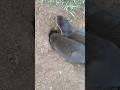 Berang Berang Membuat Sarang Betinurgustiani Siboni Sibona Otter Berangberang