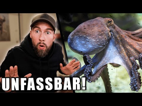 Die verrückte Biologie der Kraken...