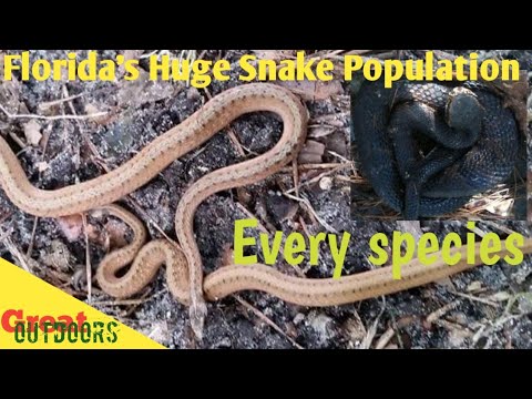 Florida's snake identification guide. Venomous and non venomous record length for each