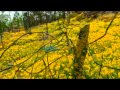 Наира Акопян - luna tu 