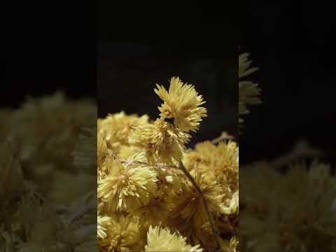 Quem não pode tomar chá de marcela? #planta #cha #marcela #shorts