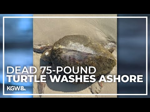 A dead 75-pound turtle washed up on Manzanita beach over weekend
