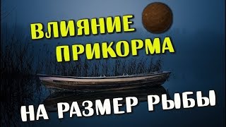 Как правильно прикармливать место для рыбалки
