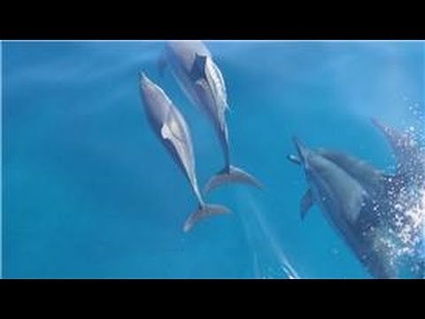 YouTube video about: How do dolphins defend themselves?
