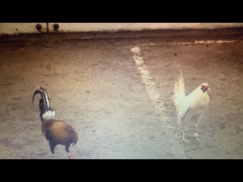 YELLOW LEGGED HATCH VS. WHITE KELSO