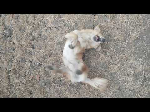 Dog love ❤ to play in garden motu