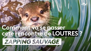 La rencontre entre deux petites loutres - ZAPPING SAUVAGE