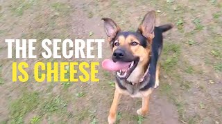 Realistic 5 Minute Fetch Training Session | How I teach my dog to retrieve in real-time