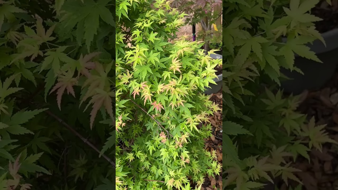 'Little Sango' Dwarf Coral Bark Japanese Maple, Spring 2024