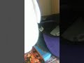Pingu Can Fly