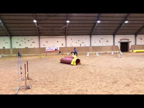 Akela Spring agility competition 2017