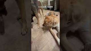 #エゾシカ#狩猟#ハンティング#愛犬#犬のいる暮らし#犬のいる生活 #犬