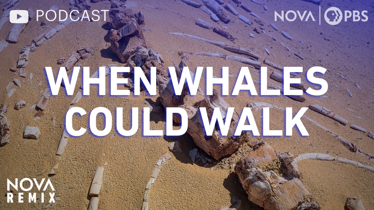 (Podcast Version) When Whales Could Walk | NOVA Remix | NOVA | PBS
