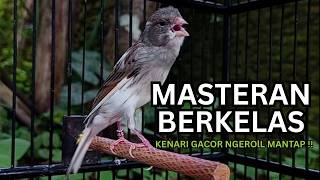 Download lagu Kenari Gacor Ngerol Sampai Tuntas – Cocok untuk Isian & Pancingan  Kenari PAUD AGAR BUNYi!! mp3