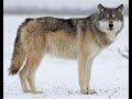 Gray Wolf Sound Effects