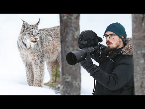 Kenai Alaska's Massive Lynx Population