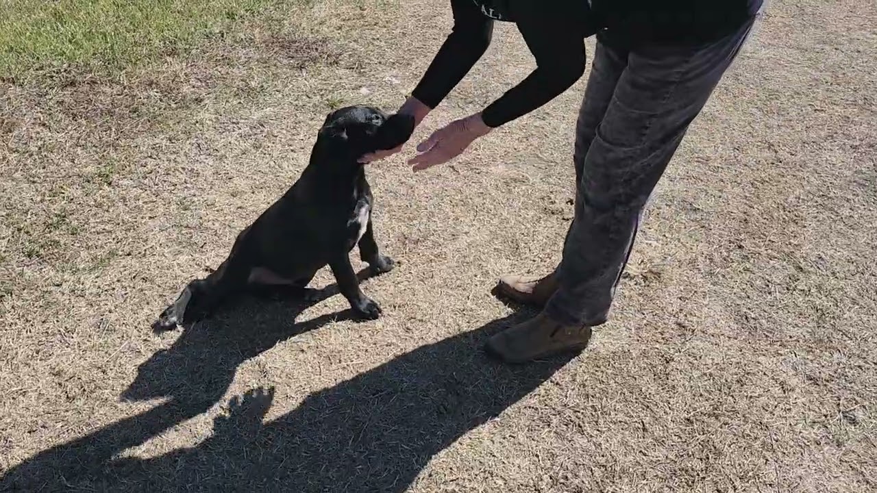 Enlarge Kota, a ADOPTABLE mixed breed in Bandera, TX video 1/5