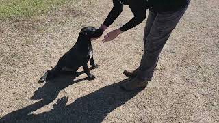 Video preview image #1 Shepradors Puppy For Sale in Bandera, TX, USA