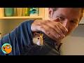 Two Rats Love Following People And Wrestling Like Puppies Cuddle Buddies