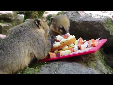 Coati Party at Port Lympne Hotel & Reserve!