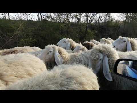 Transumanza Pecore 🐑🐑🐑