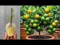NEW CREATIVE TECHNIQUE Uses Coca Cola To Breed Lemon Trees That Grow Quickly And Have Lots Of Fruit