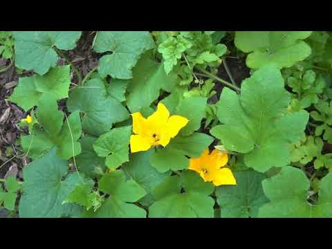 Pumpkin bees pollinating pumpkins
