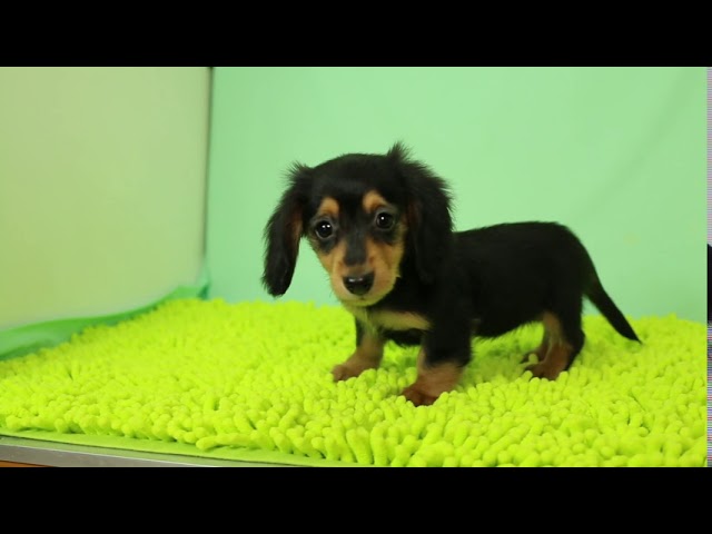 ブリーダー/ショップマロニエケンネル MARRONNIER KENNELのダックスフンド・ミニチュア・ロングで番号が2792です