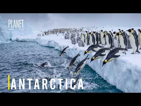 PENGUIN MIGRATION