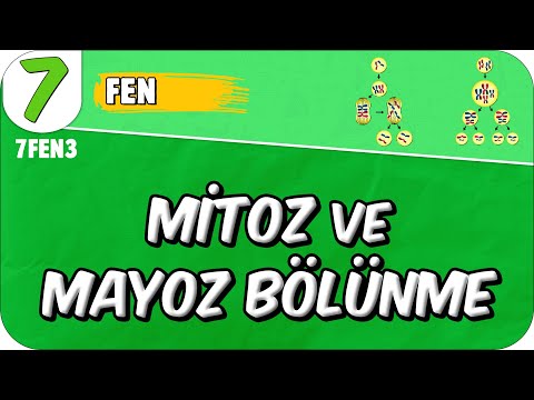 Mitoz ve Mayoz Bölünme 📗 7. Sınıf Fen #2025