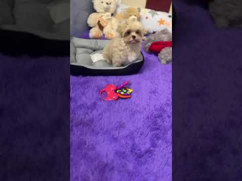 Maltipoo puppy for sale