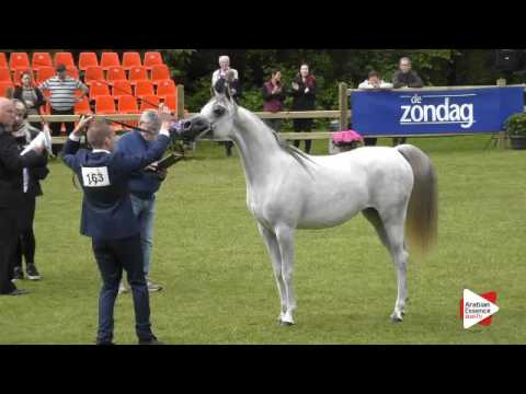 N.163 NAKSATRA - Bruges 2016 - Fillies 2 years old (Class 105)