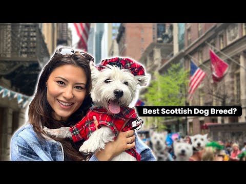 Westie Parade! We went to Tartan Week in New York City