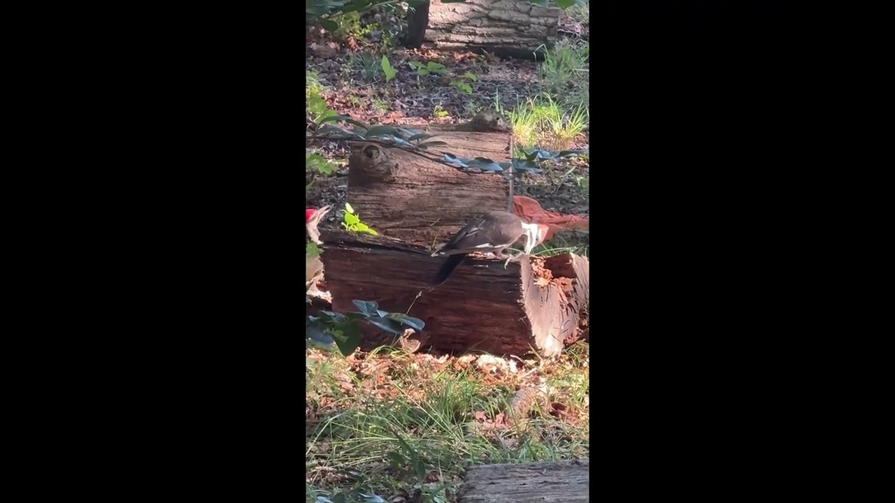 Woodpeckers Working Through a Log in My Backyard || ViralHog