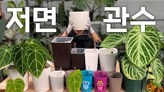 아 물 주는거 또 까먹음