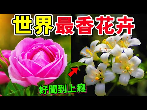 好聞到上癮！全球香氣最濃郁的10種花卉：第3種自帶可可味，第1種價值竟遠超黃金！誰才是真正的“香花之王”？#花 #植物 #世界之最 #top10 #flowers