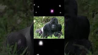 I be popping bottles #shorts#gorilla#rizz