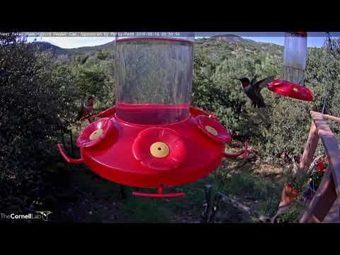 East Meets West On The West Texas Hummingbird Cam – Sept. 16, 2019