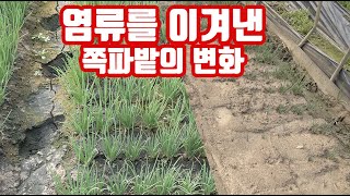 작물 재배가 안 되던 토양에서 올해 처음으로 쪽파 농사 성공!!! 고염류를 이겨낸 토양!! 역시 이 방법이 …