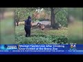 Caught On Camera: Woman Taunts Lion After Climbing Into Exhibit At Bronx Zoo