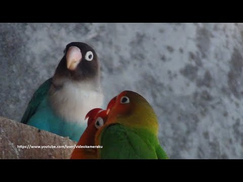 2 Hours Lovebirds Sounds Aviary Series V7 - April 2019