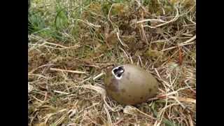 preview picture of video 'Great skua chick hatching'