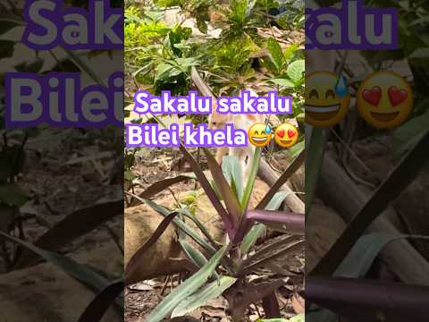 Bilei khela🥰 #viralvideo #viralshort #viralshorts #trending #trendingshorts #travel #cat