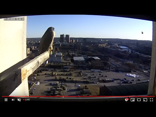 Live webcam view of Peregrine Falcon Nest & City Skyline