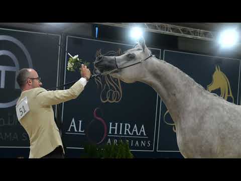 ARABIAN FUTURITY EUROPE 2023 - THE AFTERMOVIE